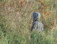 DSC_9826.jpg
