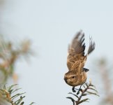 DSC_9880.jpg