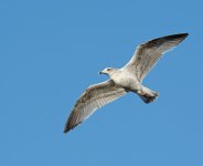 DSC_9840.jpg