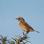 DSC_9893.jpg