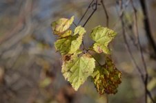 DSC_0278.jpg