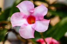 Hibiscus.jpg