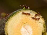 Ants.jpg
