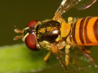 Fly2.jpg
