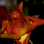 DSC_1389.jpg