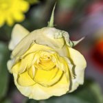 DSC_1391.jpg