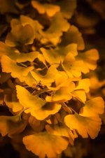 20141027-Yellow leaves.jpg