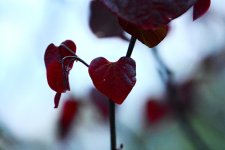 DSC_5322.jpg