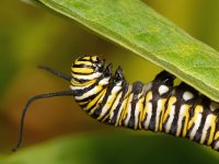 Monarch.jpg