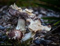 Fungi on last legs.jpg