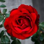 Red Rose.jpg