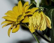 DSC_1416.jpg