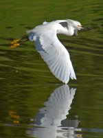 Egret3.jpg
