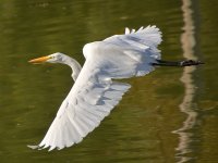 Heron2.jpg