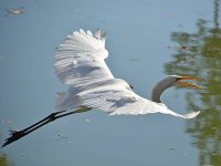 Heron12.jpg