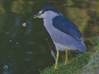 Heron19.jpg
