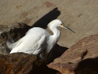 Egret2.jpg
