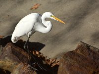 Heron6.jpg
