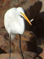 Heron10.jpg
