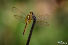 dragonfly1-1.jpg