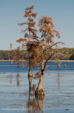 DSC_1317.jpg