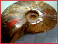 Opalized Ammonite.jpg