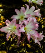 DSC_0219.jpg
