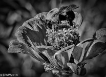 Bee in B&W (1 of 1).jpg