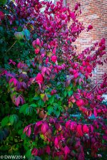 Rainbow Bush (1 of 1).jpg