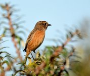 DSC_9900.JPG