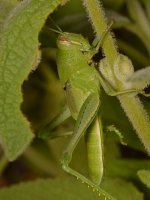 Hopper2.jpg