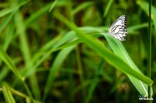 white-one-1.jpg
