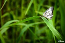 white-one-2.jpg