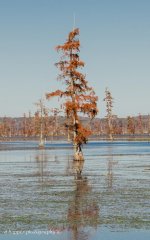 DSC_1318.jpg