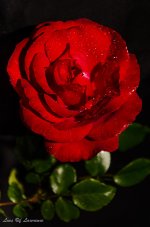 Rose with water droplets.jpg Rose with water droplets.jpg