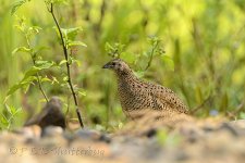 NEW_1281_webshot.jpg