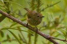 NEW_1288_webshot.jpg