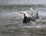 DSC_0018.jpg
