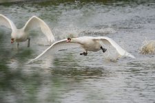 DSC_0056.jpg
