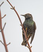 DSC_9994.jpg