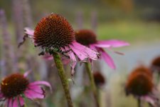 DSC_3076.jpg