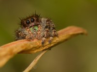 Spider4.jpg