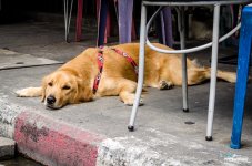 dog-1.jpg