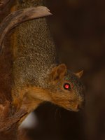Squirrel4.jpg