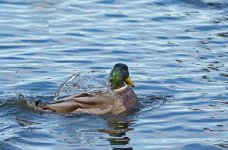 DSC_0125.jpg