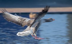 DSC_0156.jpg
