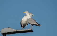 DSC_0187.jpg