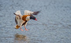 Shellduck.jpg