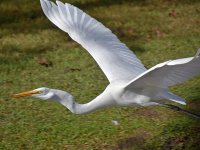 Heron15.jpg