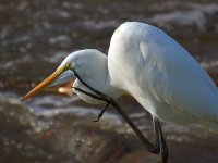 Heron.jpg
